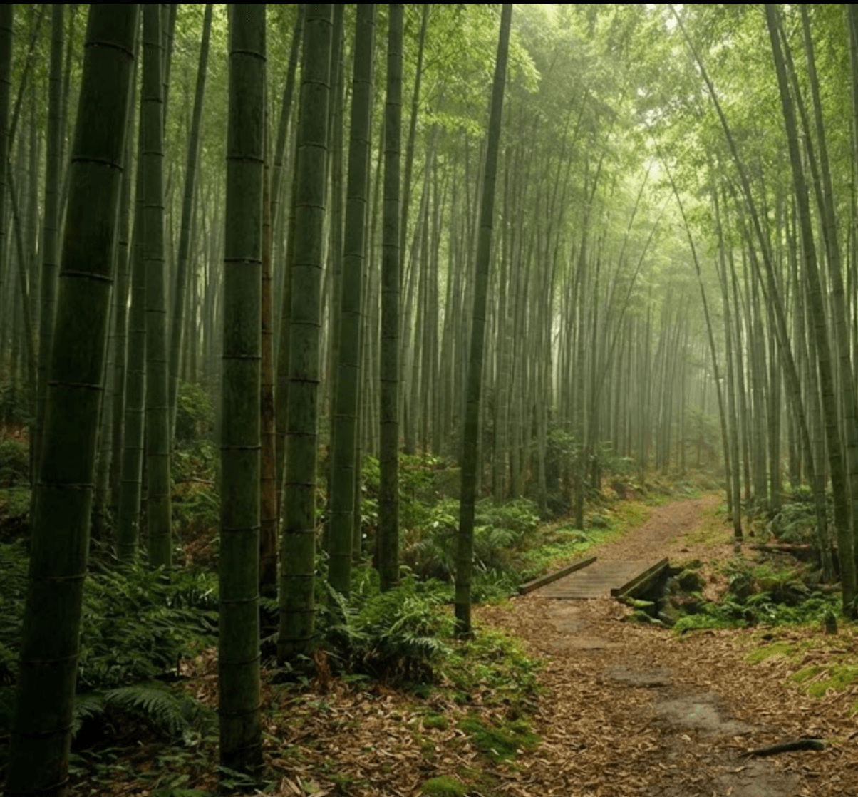 Bamboo Forest